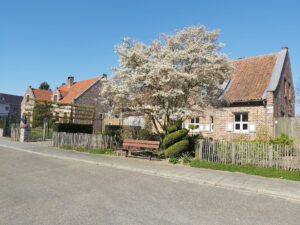 Blossom tree in Gelinden