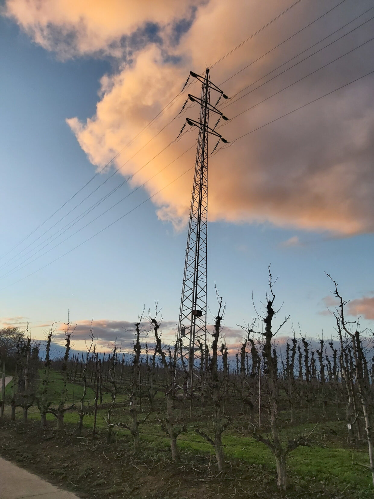 Power tower in a pear orchard